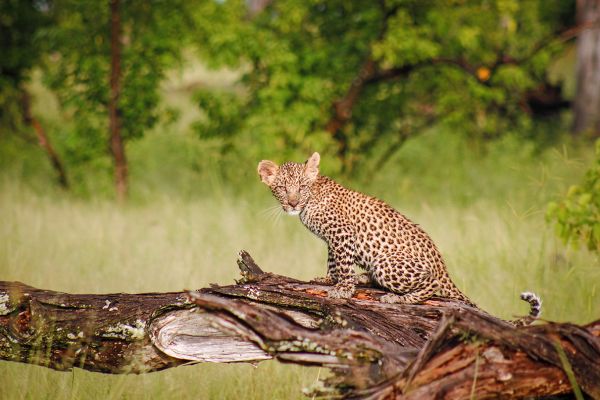 Moremi und Okavango Flugsafari 
