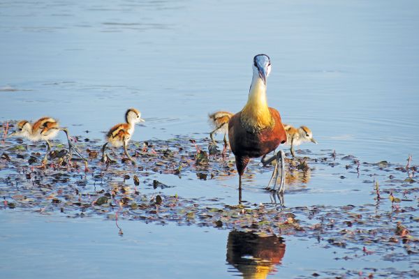 Moremi &amp; Okavango | 5 Tage Flugsafari