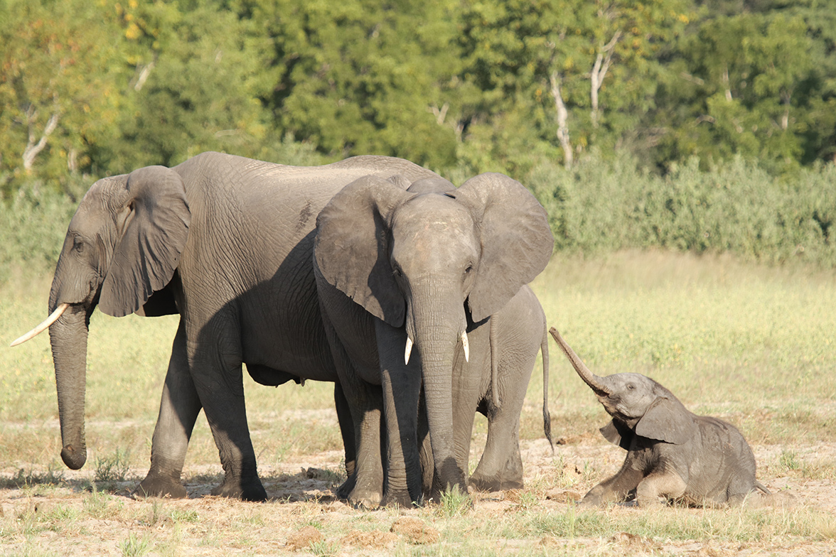 Hwange National Park