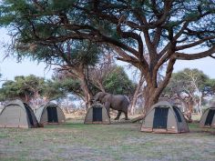 Kalahari Trail - Besuch im Camp