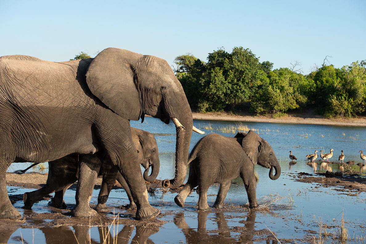 Wild Parks of Botswana