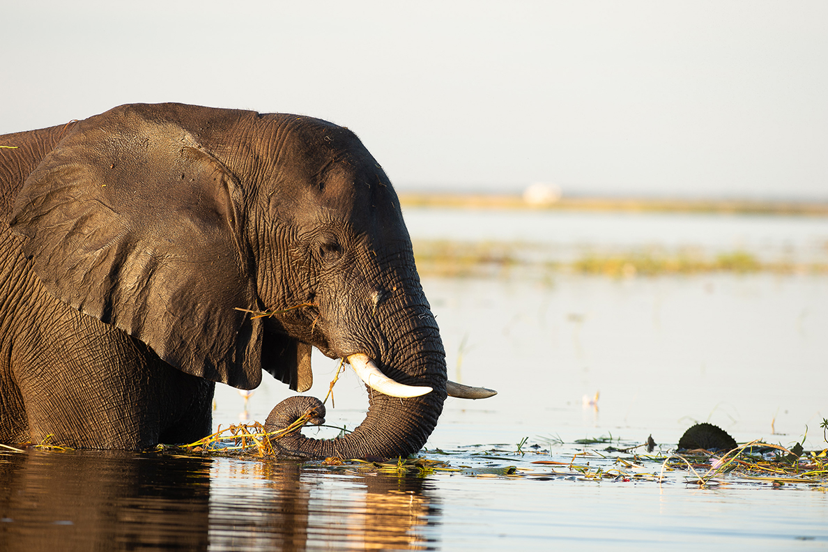 Wild Parks of Botswana