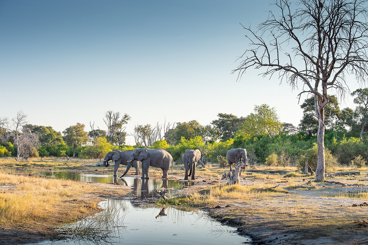 Wild Parks of Botswana