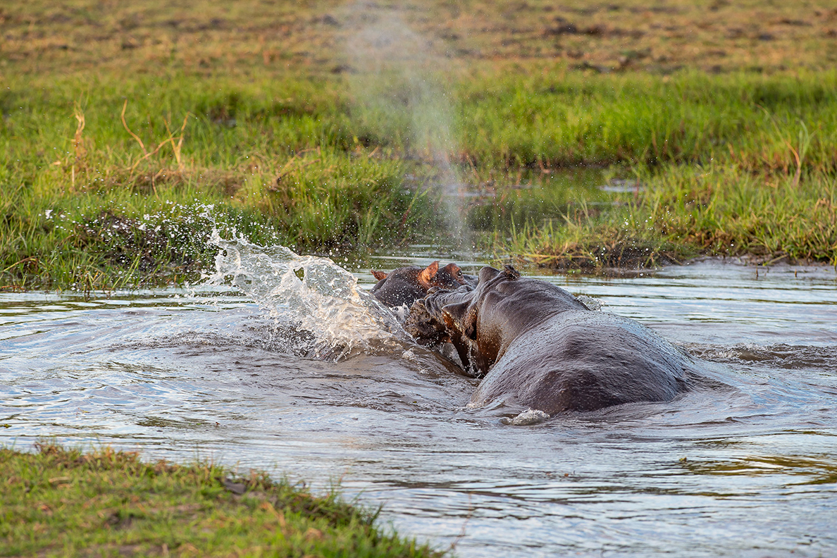 Wild Parks of Botswana