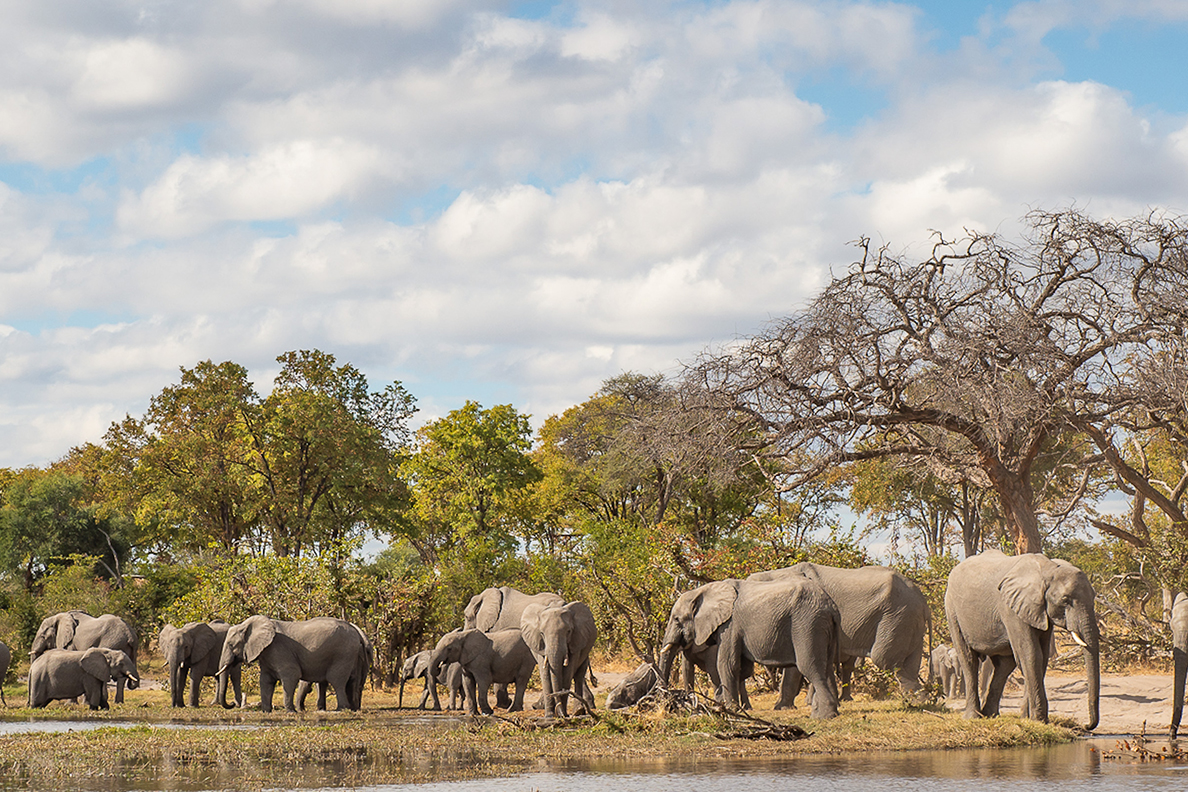 Wild Parks of Botswana