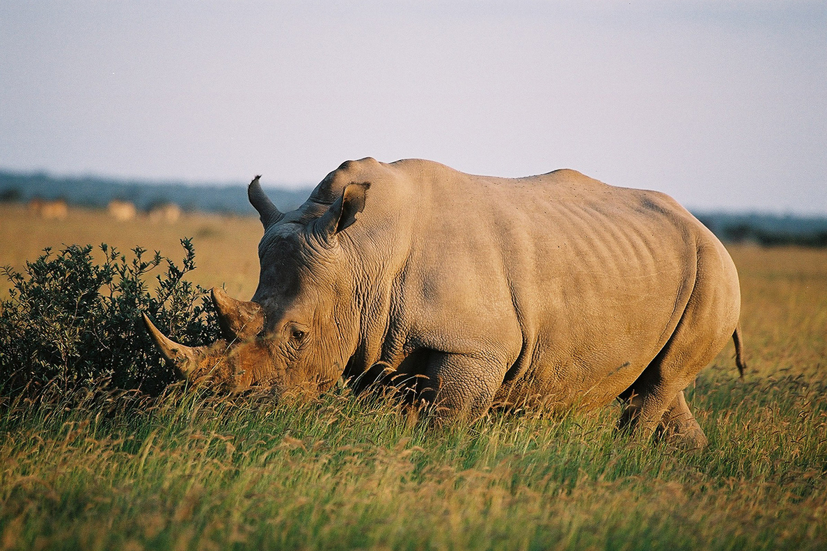 Wild Parks of Botswana