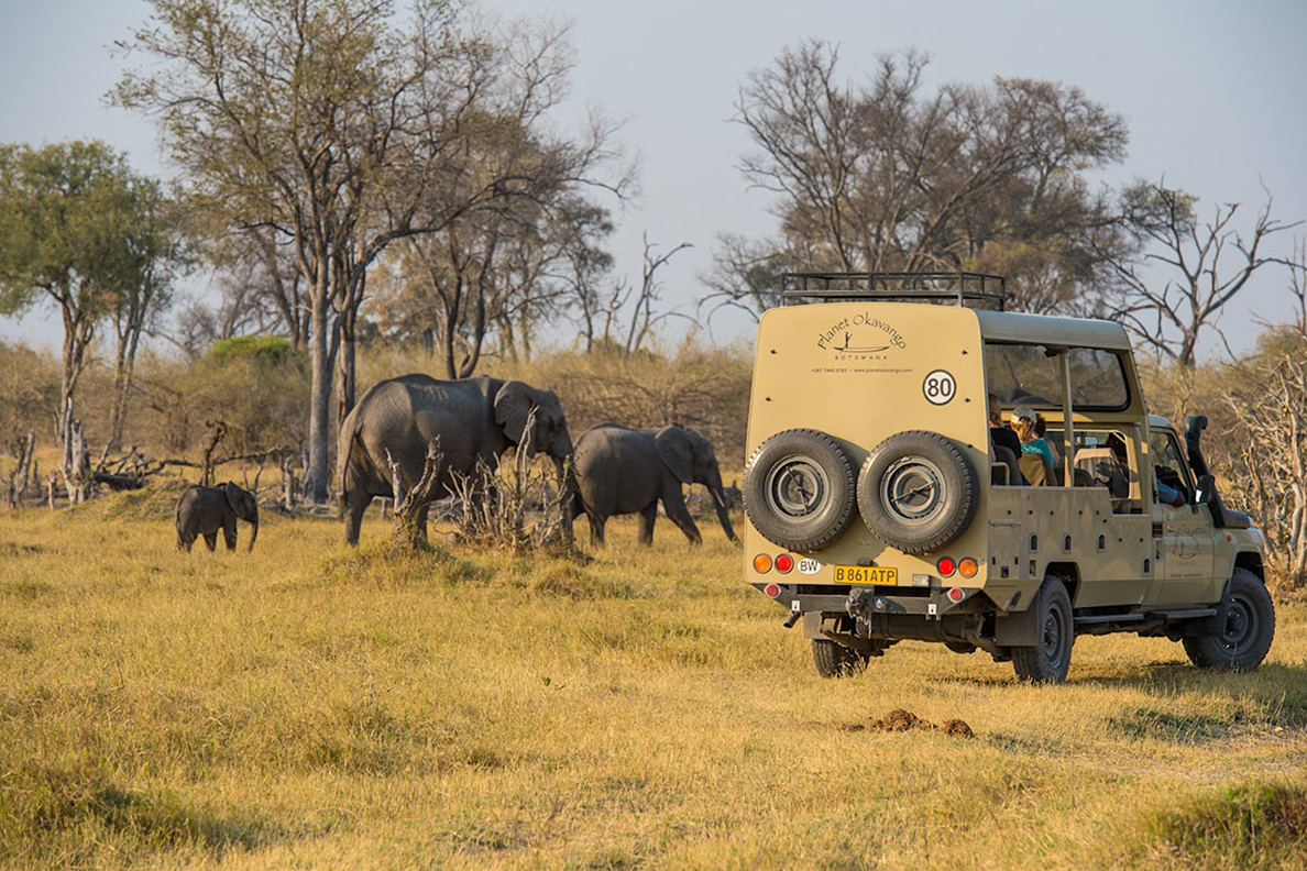 Wild Parks of Botswana
