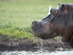Wild Parks of Botswana - Begegnung mit Flusspferd