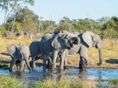 Wild Parks of Botswana