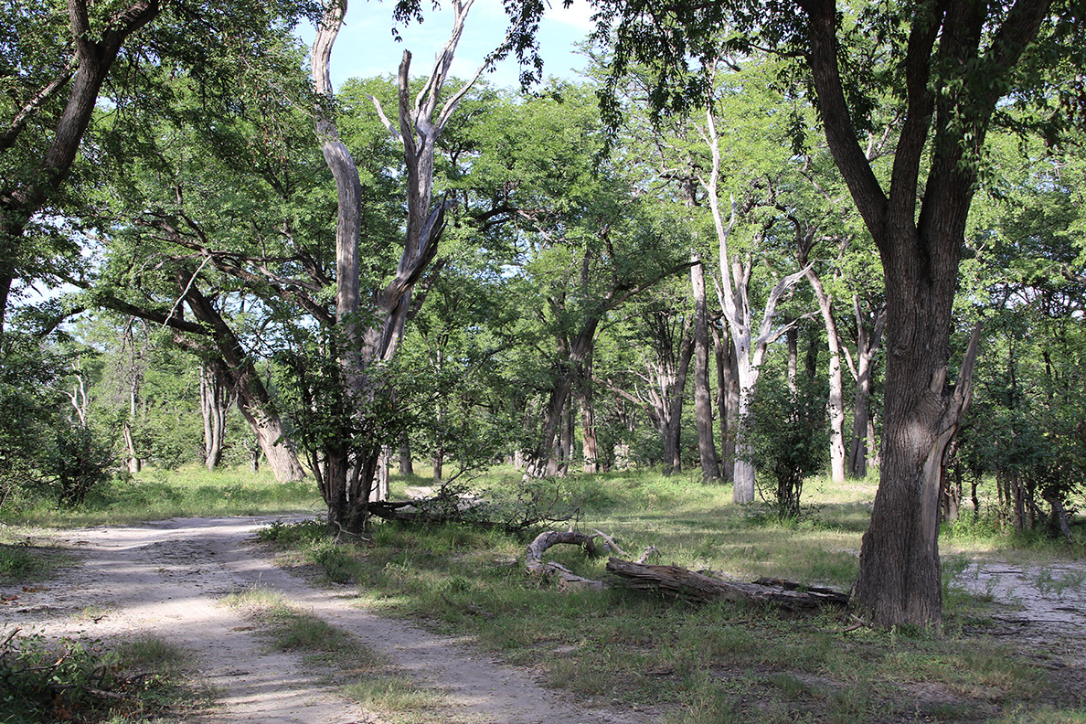 Botswana Highlights Self Drive - Moremi Landschaft