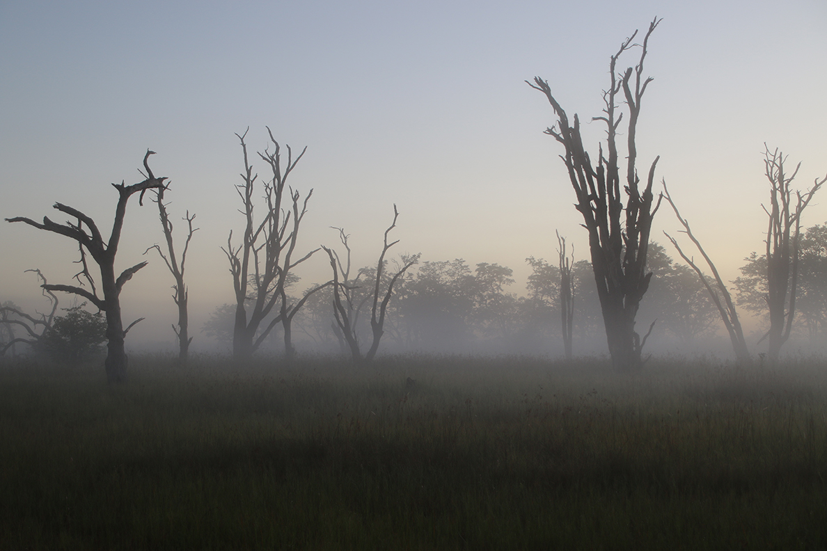 Botswana Highlights Self Drive - Morgennebel im Moremi Game Reserve