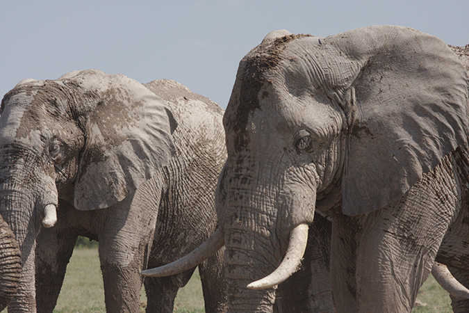Botswana Highlights Self Drive - Nxai Pans National Park