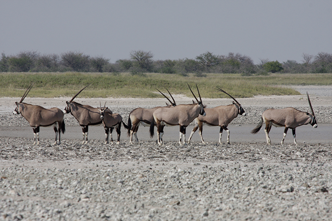 Botswana Highlights Self Drive - Nxai Pans National Park