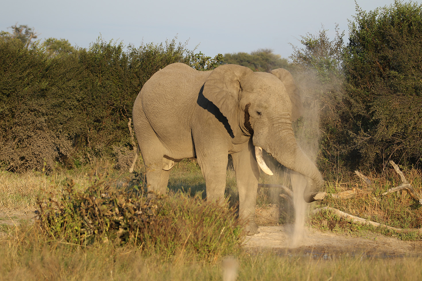 Botswana Highlights Self Drive - Savuti