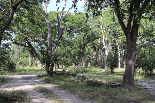 Botswana Highlights