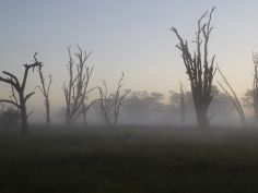 Botswana Highlights Self Drive - Morgennebel im Moremi Game Reserve