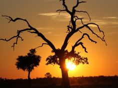 Botswana Highlights Self Drive - Sonnenuntergang in Savuti