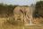 Botswana Kompakt Self Drive