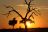 Botswana Kompakt Self Drive - Sonnenuntergang in Savuti