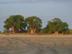 Botswana Wildnis Self Drive - Baines Baobabs im Nxai Pan National Park