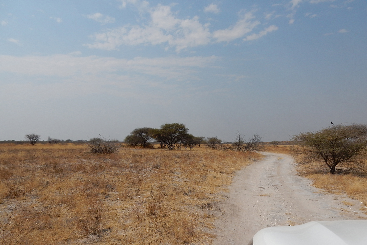 Der Süden von Botswana - Piste im Central Kalahari Game Reserve