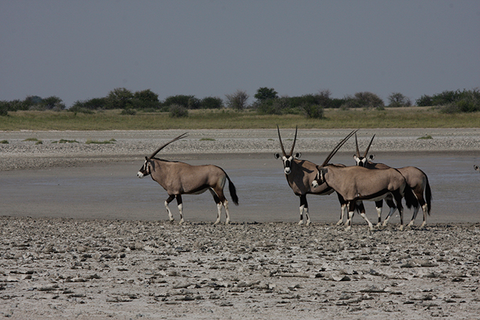 Der Süden von Botswana - Oryx im Nxai Pans National Park