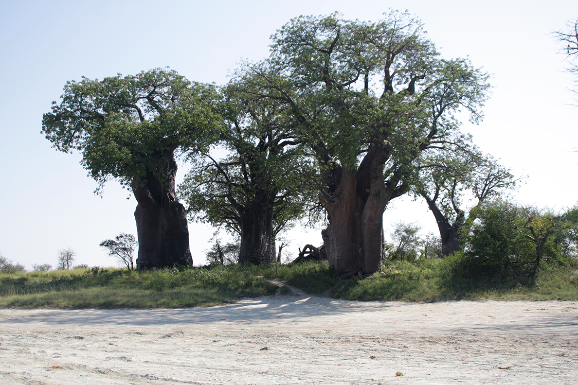 Der Süden von Botswana - Baines Baobabs im Nxai Pans National Park