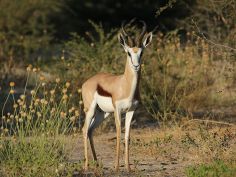 Der Süden von Botswana - Junger Springbok im Central Kalahari Game Reserve