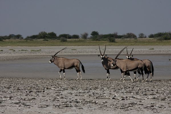 Der Süden von Botswana