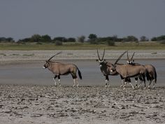 Der Süden von Botswana - Oryx im Nxai Pans National Park