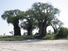 Der Süden von Botswana - Baines Baobabs im Nxai Pans National Park
