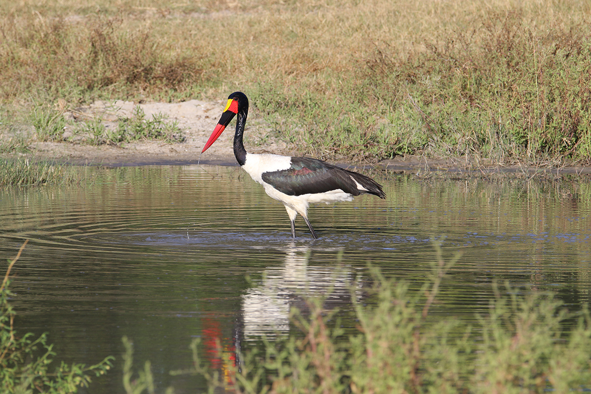 Botswana - Saddle-billed Stork (Sattelstorch)