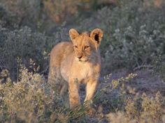 Botswana - Central Kalahari Game Reserve