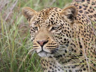 Botswana - Leopard im Okavango Delta Botswana - Leopard im Okavango Delta