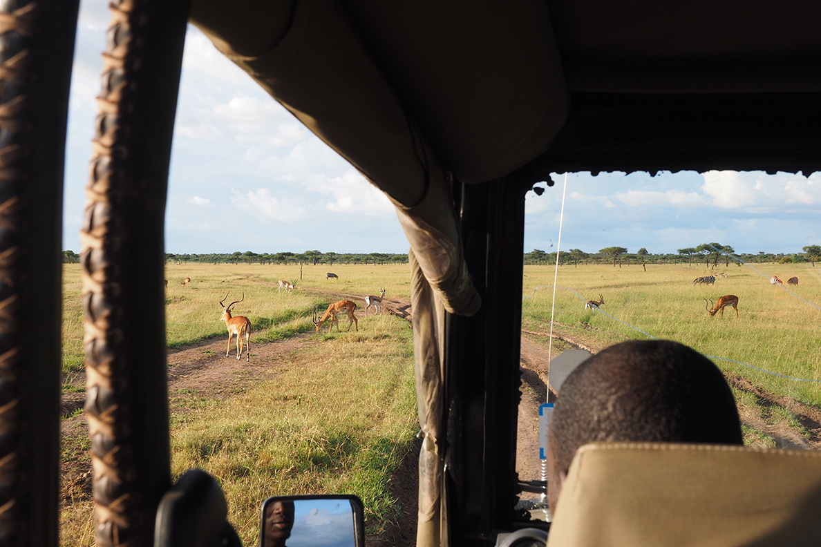 Leopard Hill Base Camp - Game Drive