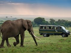 Bateleur Camp - Game Drive