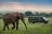 Bateleur Camp - Game Drive