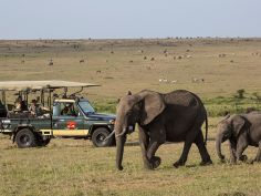 Elephant Pepper Camp - Pirschfahrt in der Masai Mara