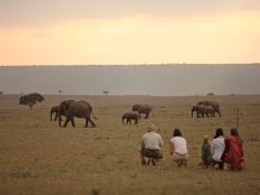 Elephant Pepper Camp - Bush walk