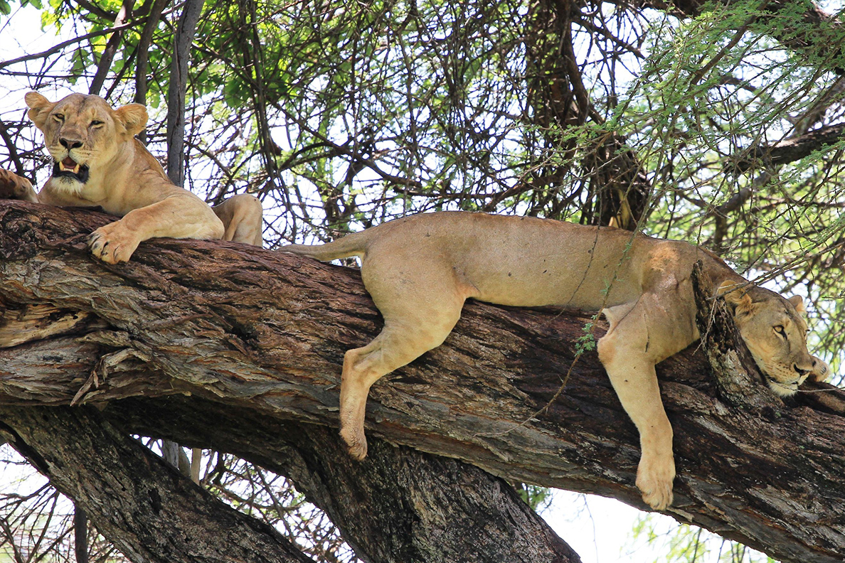 Elsa's Kopje - Game Drive