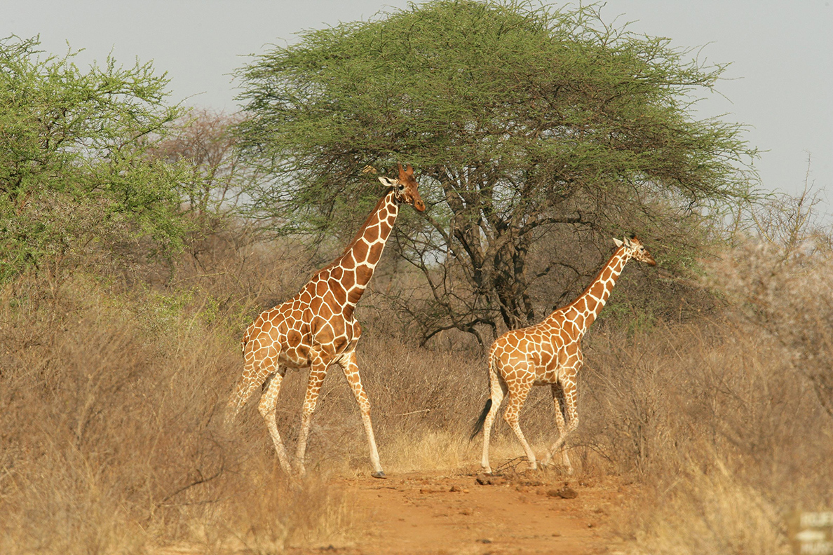 Elsa's Kopje - Giraffen