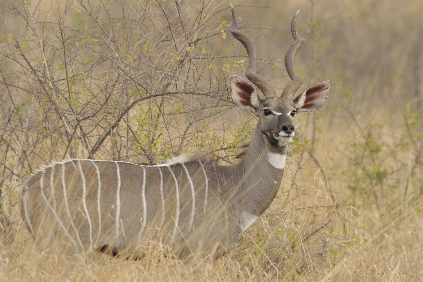 Elsa's Kopje - Kudu Bulle