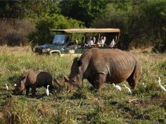 Elsa's Kopje - Game Drive