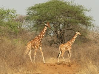 Elsa's Kopje - Giraffen Elsa's Kopje - Giraffen