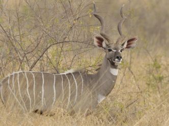 Elsa's Kopje - Kudu Bulle Elsa's Kopje - Kudu Bulle