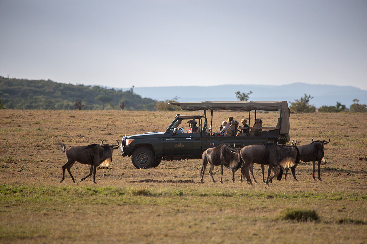 Encounter Mara Camp - Pirschfahrt