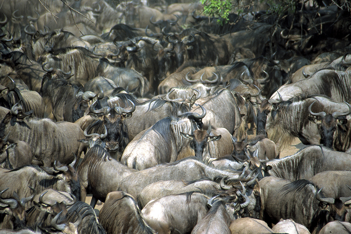 Kichwa Tembo - Wildebeest bei der Flussüberquerung
