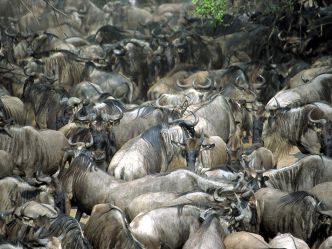 Kichwa Tembo - Wildebeest bei der Flussüberquerung Kichwa Tembo - Wildebeest bei der Flussüberquerung
