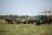 Kichwa Tembo - Game Drive