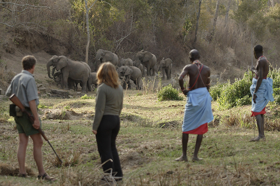Kitich Forest Camp - walk elephants
